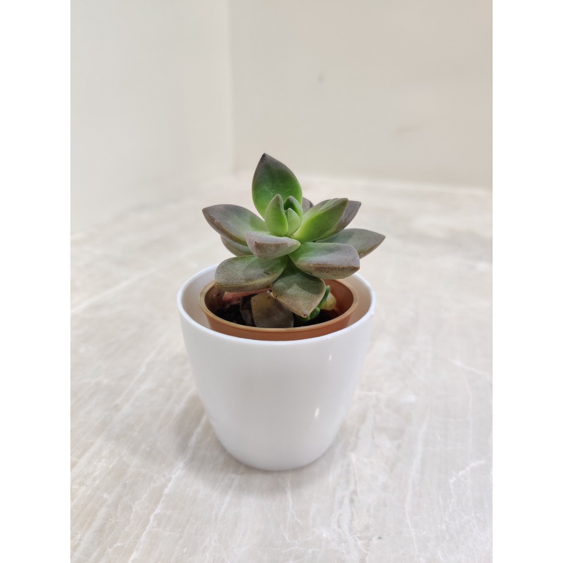Easy-Care Indoor Succulent Corporate Gifting