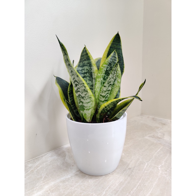 Easy-Care Snake Plant for Corporate Gifting