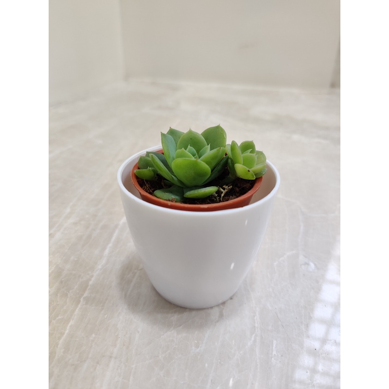 Eco-friendly Corporate Gift Succulent Plant