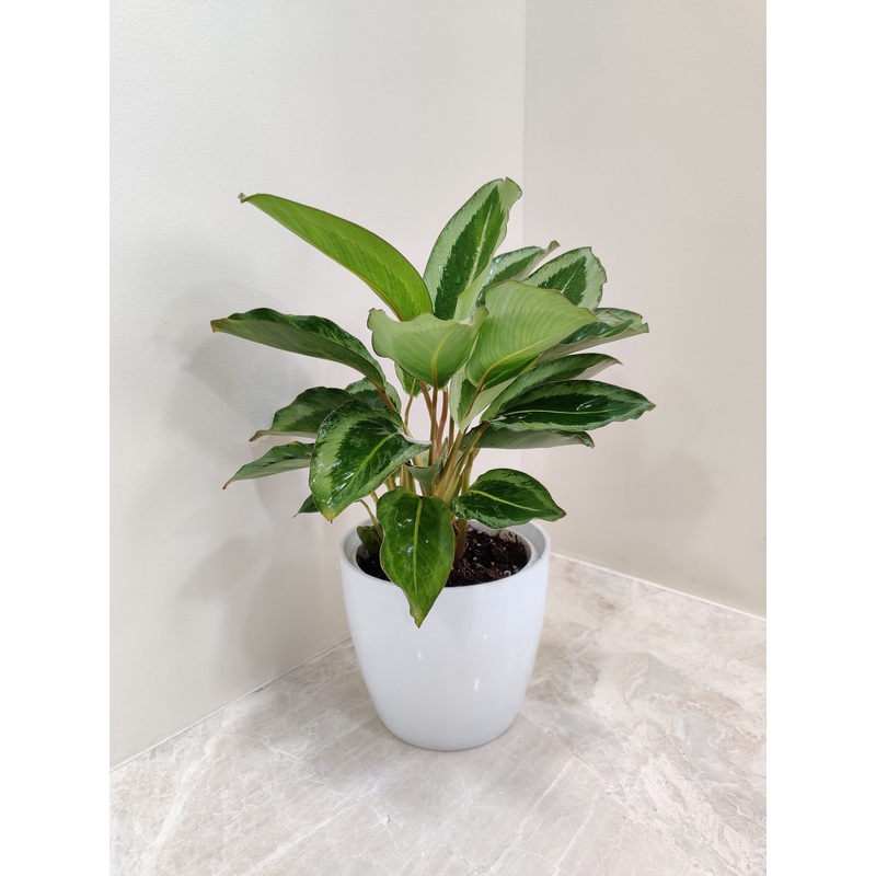 Elegant and air-purifying Calathea JF Macbr Perfect Corporate Gift Plant