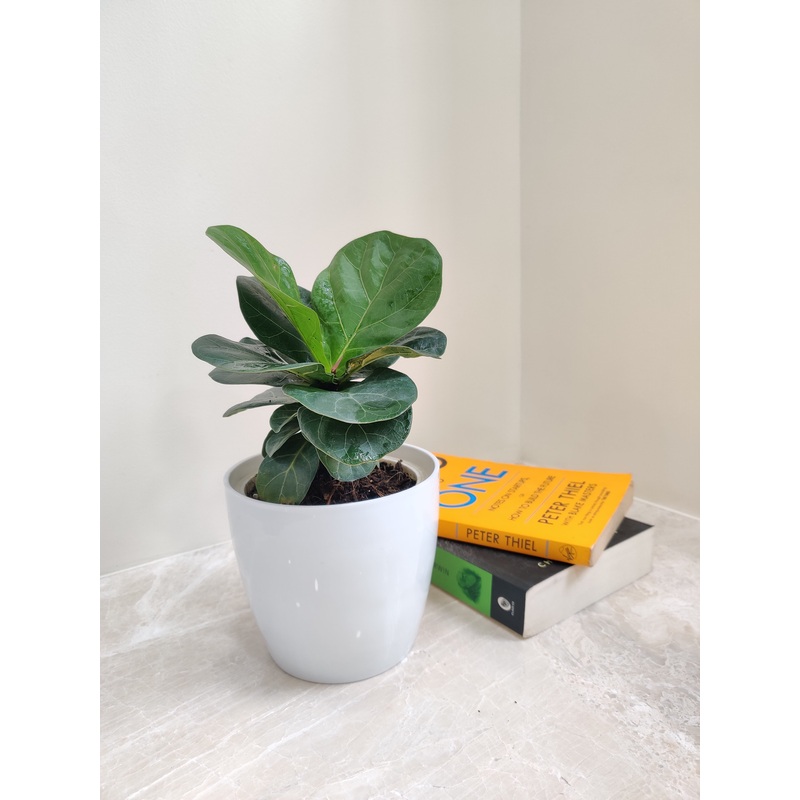 Elegant Ficus Lyrata Plant – Perfect Corporate Gift