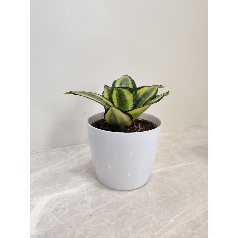 Elegant Snake Plant – Ideal For Corporate Gifting