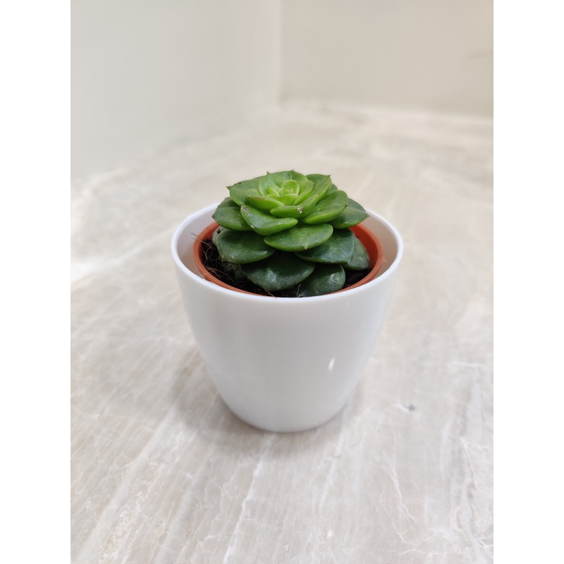 Elegant Succulent Plant For Corporate Gifting