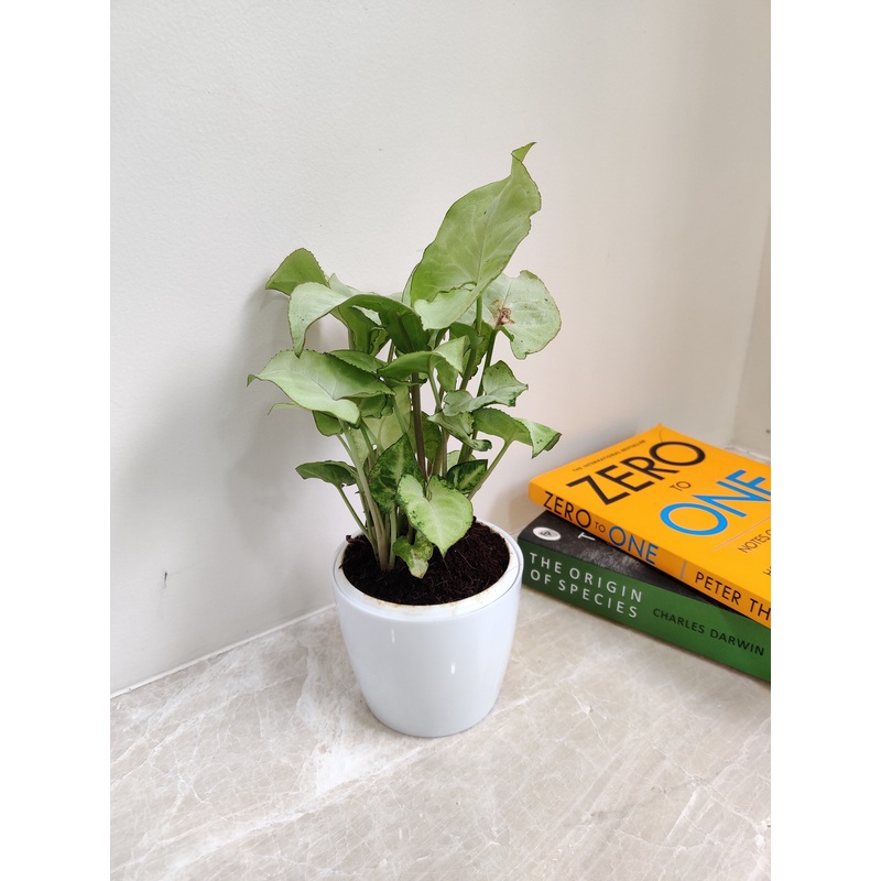 Elegant Syngonium White Plant for Corporate Gift