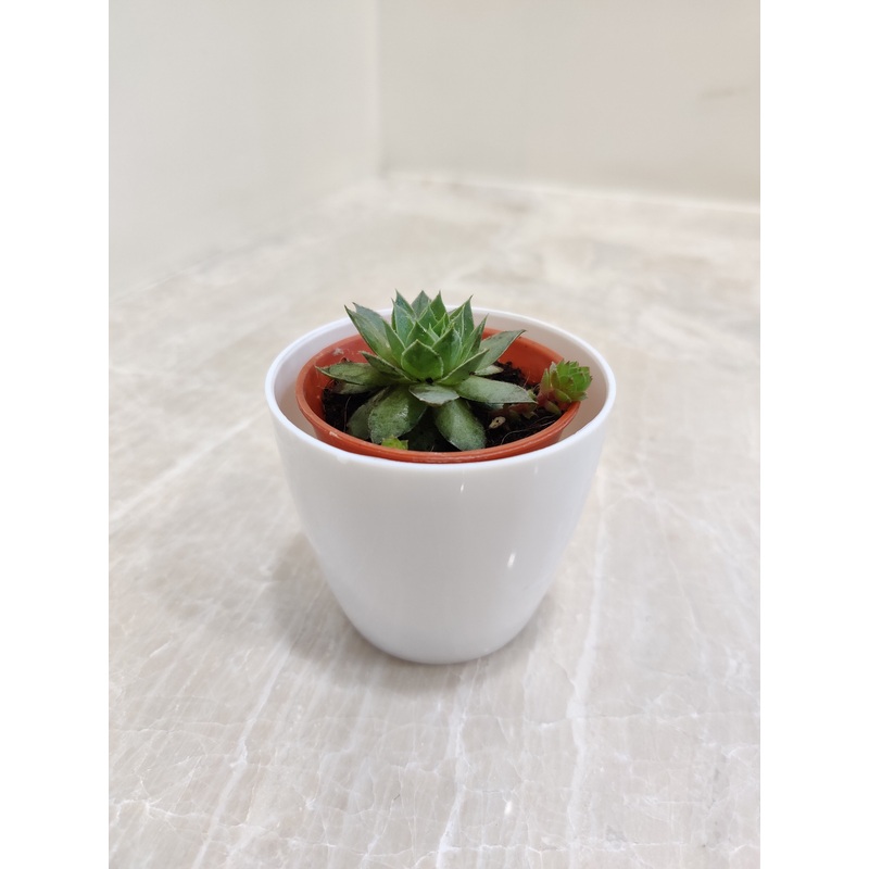 Enduring succulent for Corporte Gifting