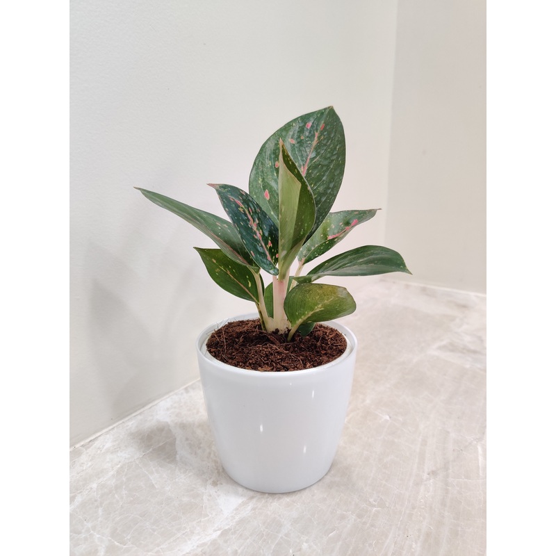Gift elegance and clean air with the Aglaonema Star Dust Plant