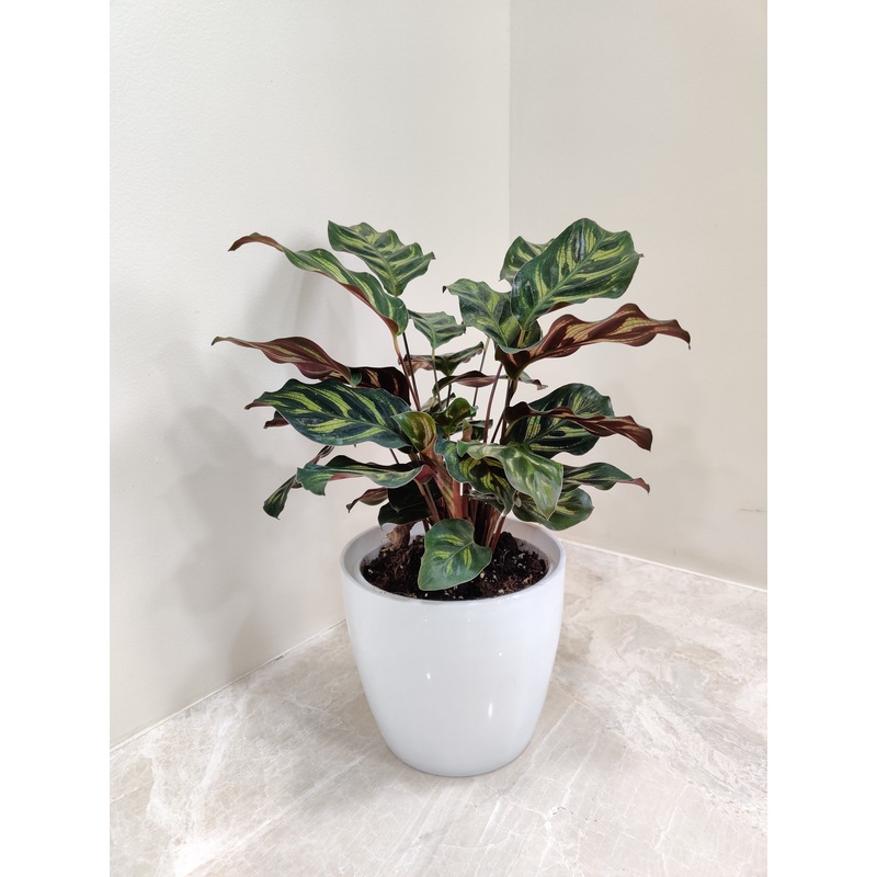 Graceful Calathea Makoyana Perfect Corporate Gift