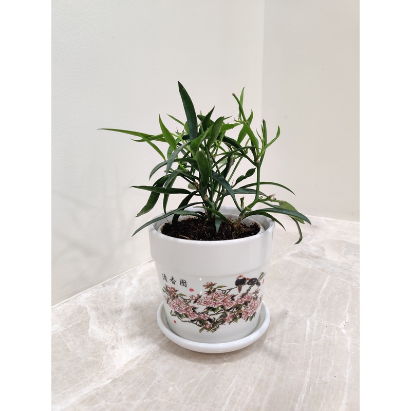 Graceful Hoya Longifolia – Perfect Corporate Gift