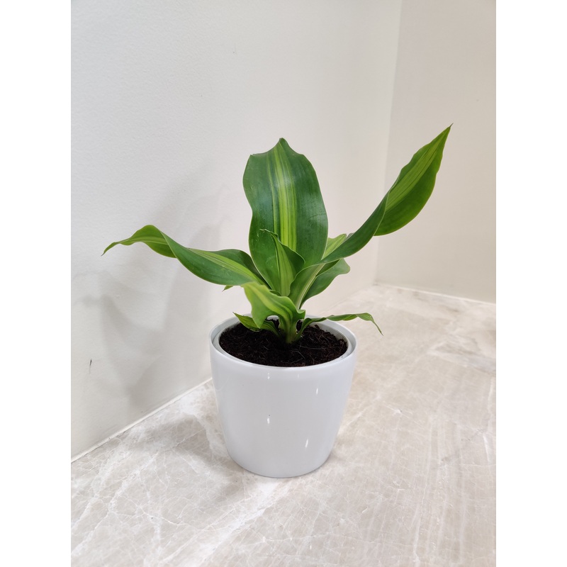 Green Dracaena Darasingh For Corporate Gift Plant