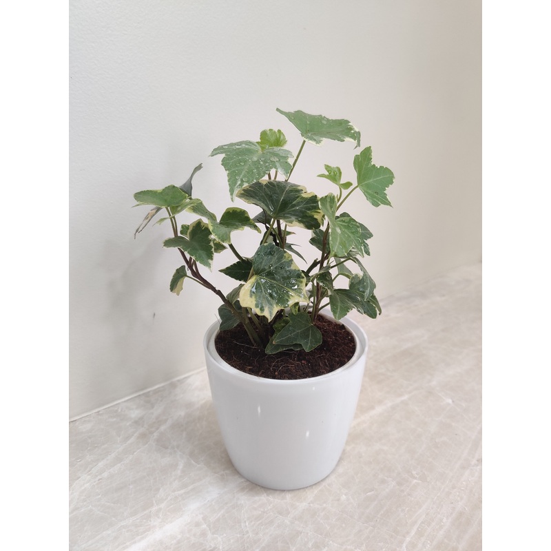 Green English Ivy Plant For Corporate Gift