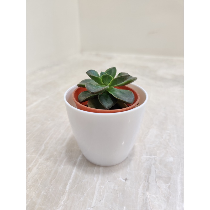 Green Succulent Ideal for Corporate Gifting