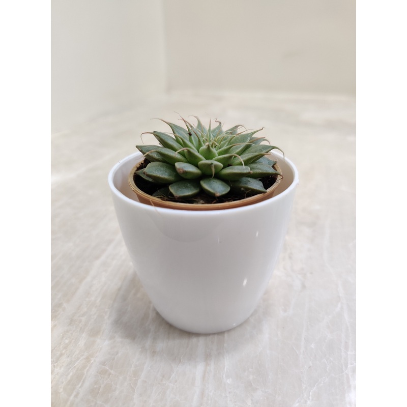 Green Succulent Perfect for Corporate Gifting