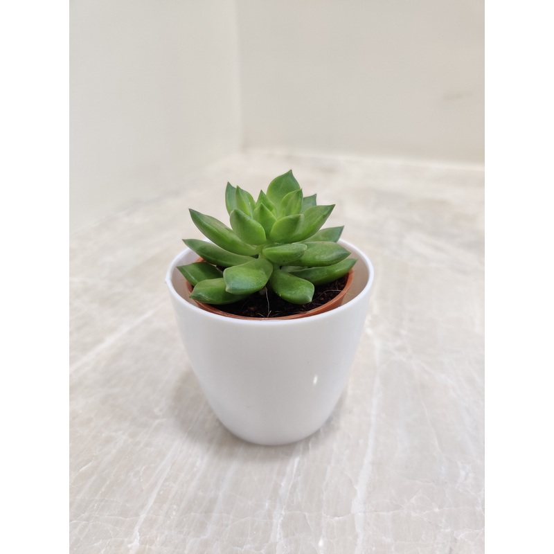 Green Succulent Plant for Corporate Gifting