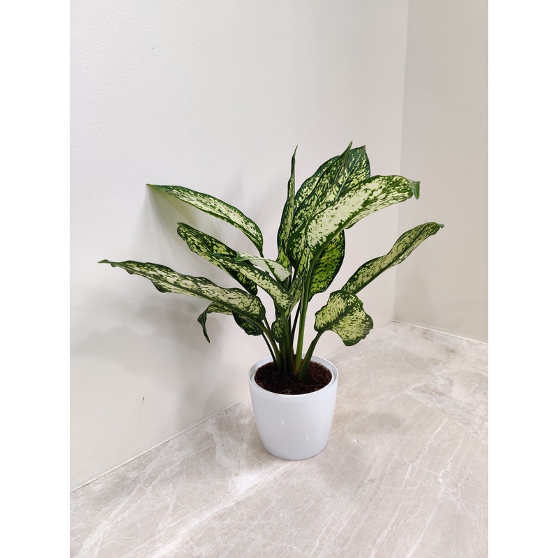 Healthy Aglaonema Snow White plant Corporate Gift