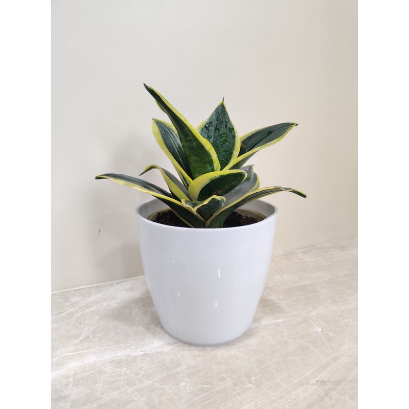 Healthy Environment Snake Plant Corporate Gift