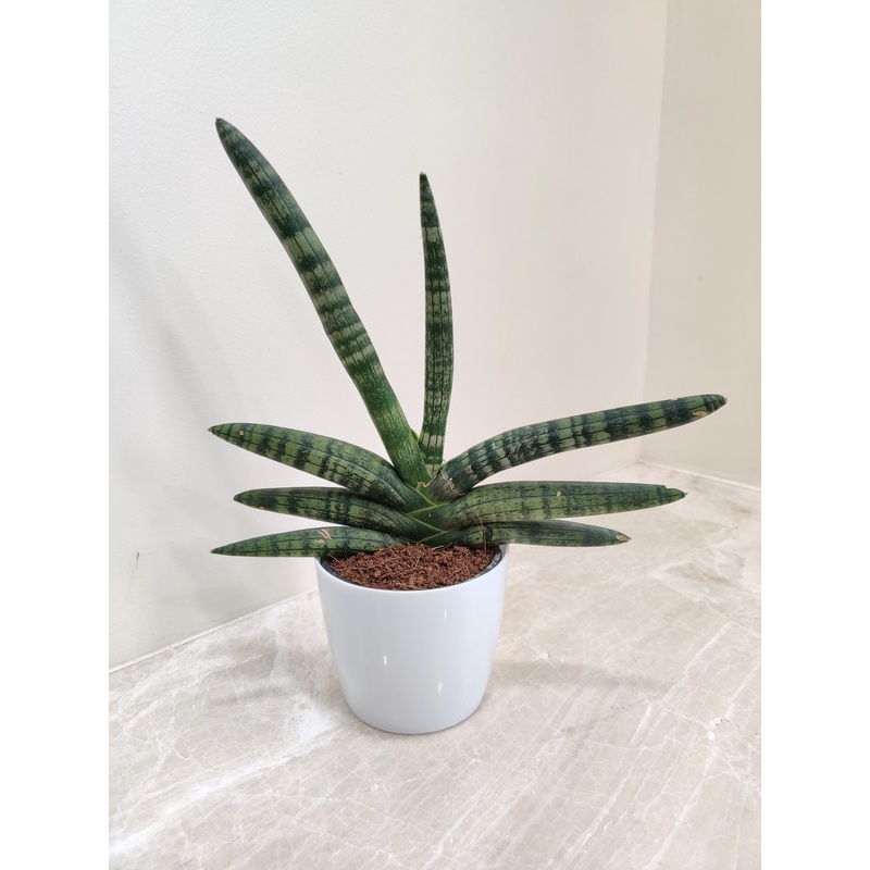 Healthy Growth Boncel Snake Plant for Corporate Gifting