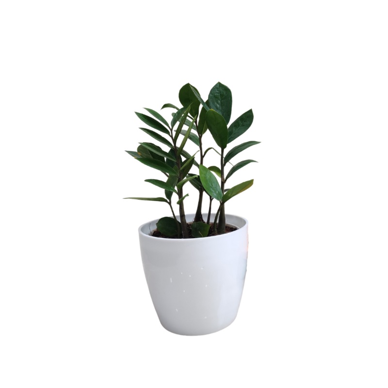 Indoor Air-Purifying ZZ Plant For Corporate Gift