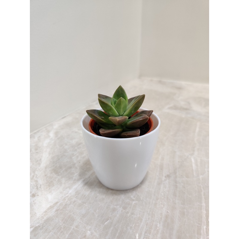 Indoor Resilient Succulent for Corporate Gift