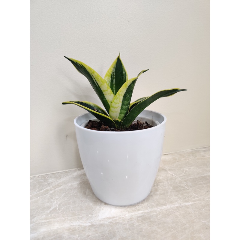 Indoor Snake Plant For Corporate Gift