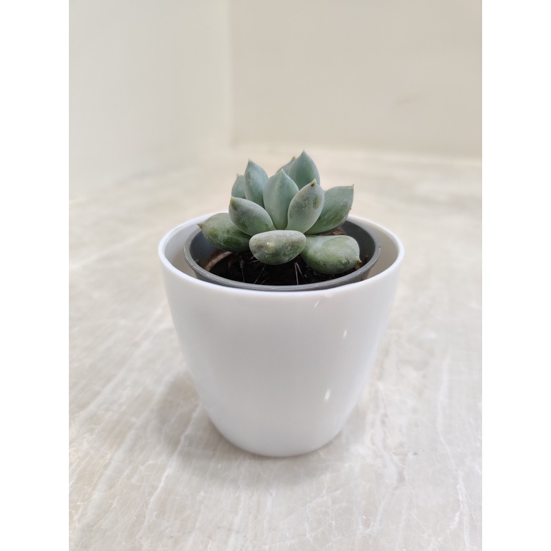 Indoor Succulent Perfect for Corporate Gifting