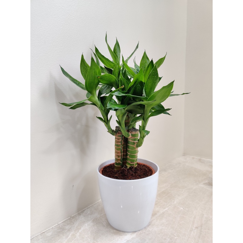 Lotus Bamboo for Corporate Gifts