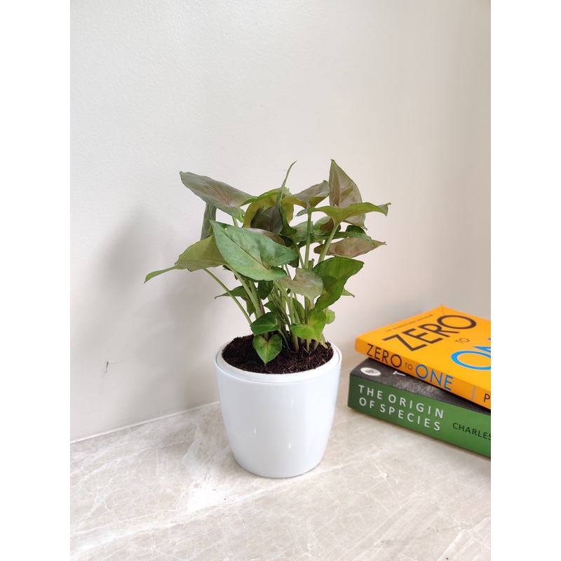 Low maintenance Green Syngonium Plant for Corporate Gift