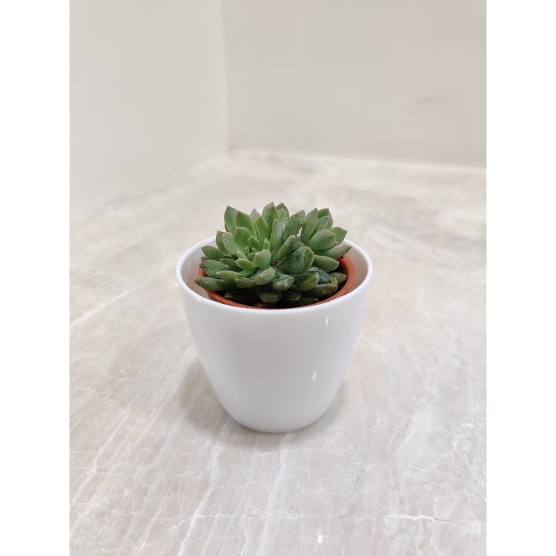 Low-maintenance succulent for Corporte Gift