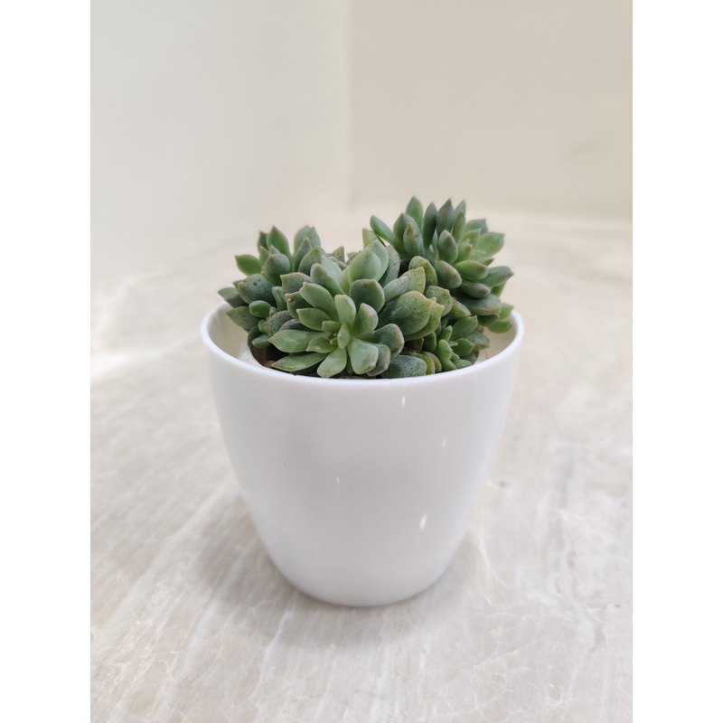 Lush Green Succulent Perfect for Corporate Gifting
