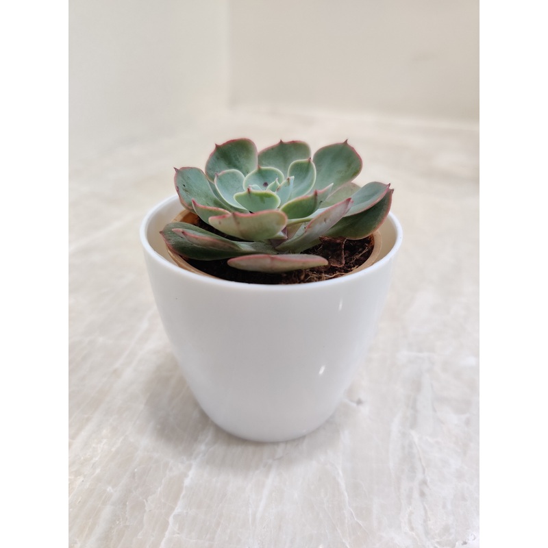 Minimal Care Succulent for Corporate Gifting