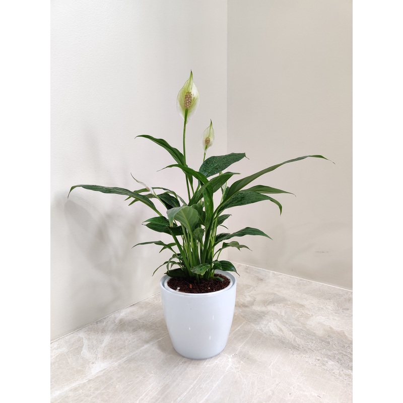 Peace Lily Plant – Perfect Corporate Gift