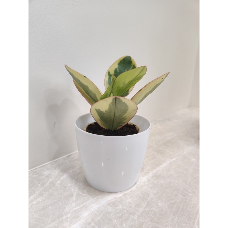 Peperomia Clusiifolia Tricolor Plant For Corporate Gift