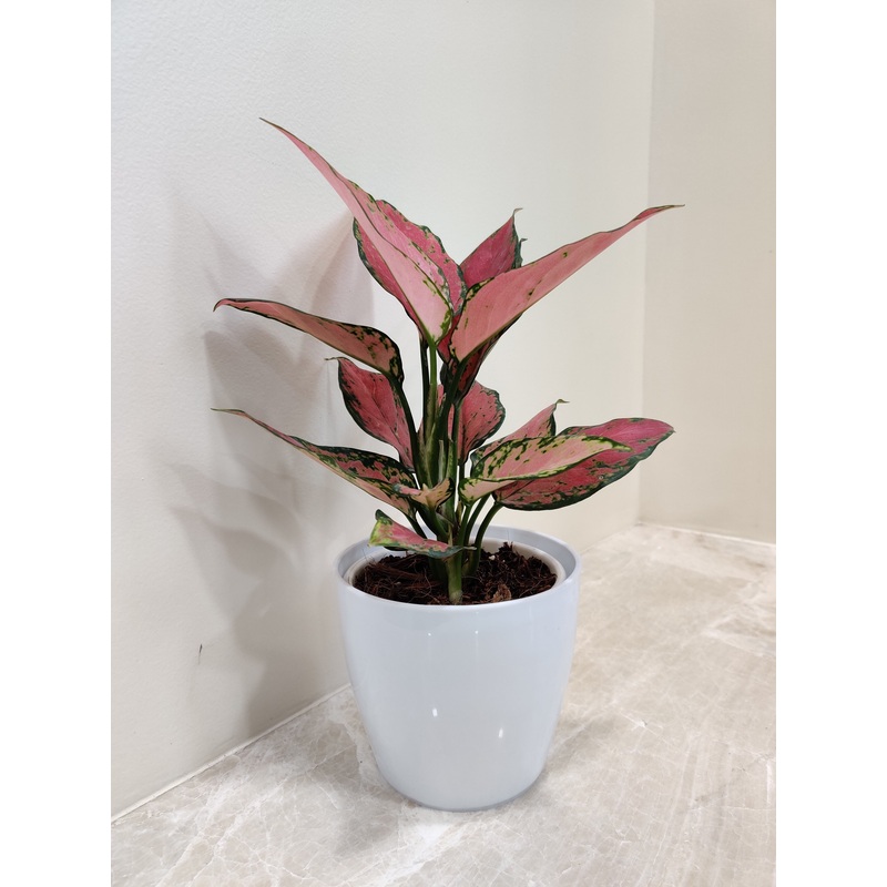 Pink patterned Aglaonema For Corporate Gift