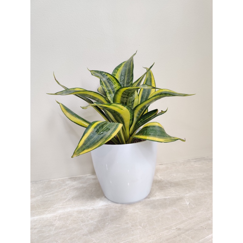 Premium Snake Plant For Corporate Gift