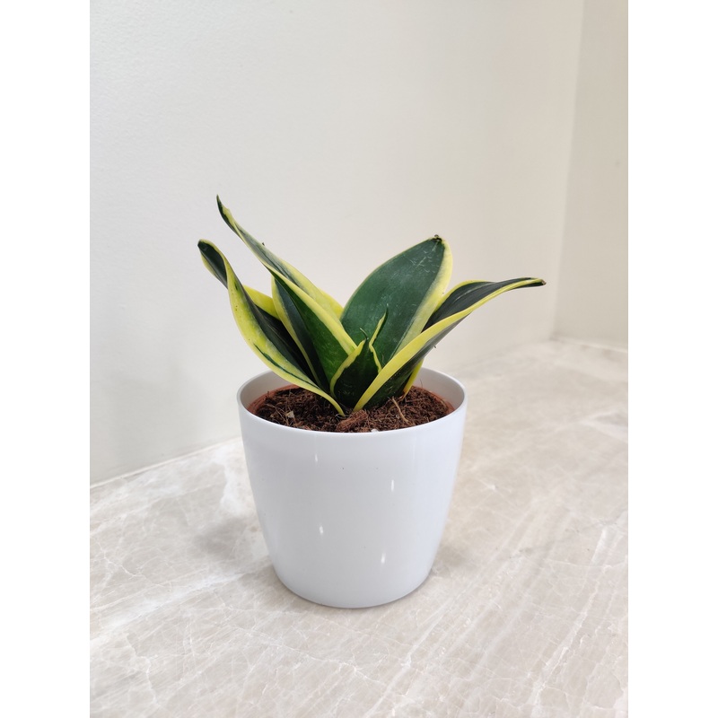 Premium Snake Plant for Corporate Gifting