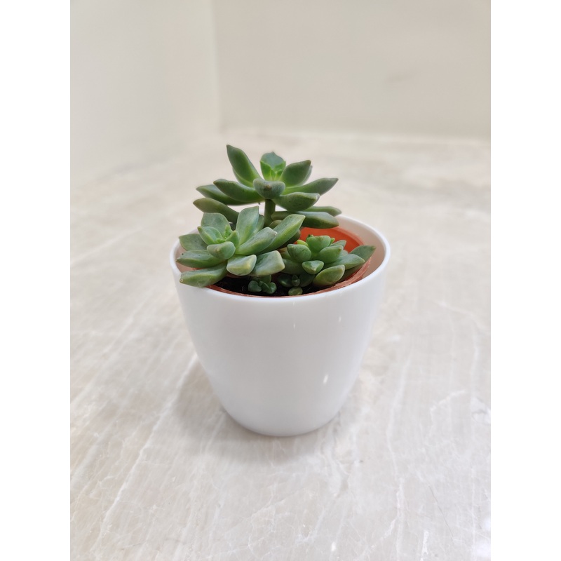 Resilient Succulent Plants For Corporate Gifting