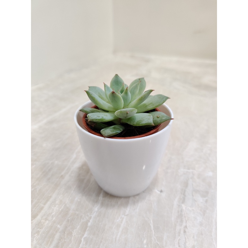 Sleek Succulent Desk Companion for Corporate Gifting