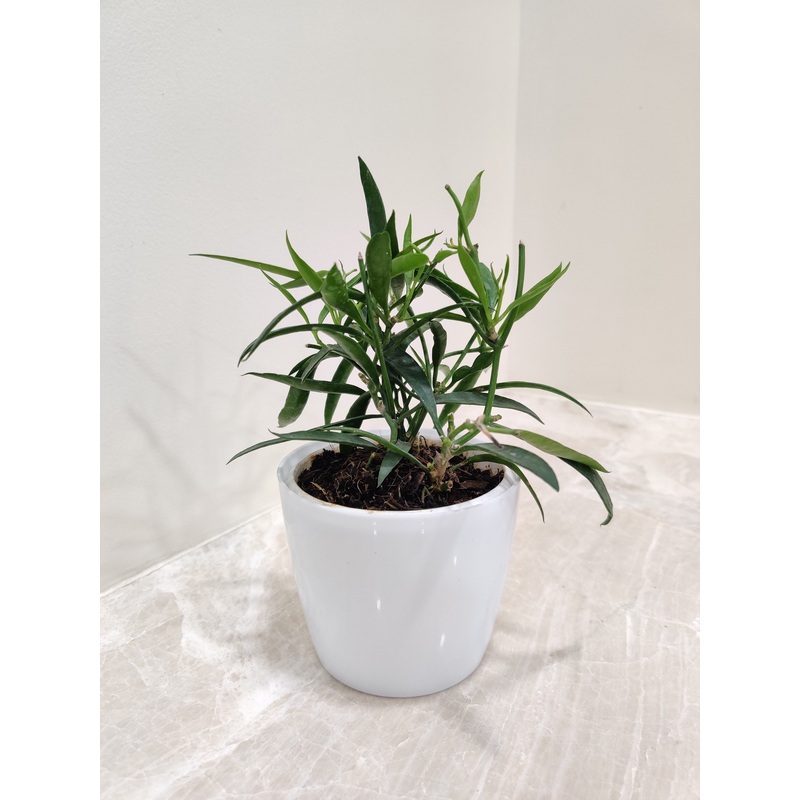 Slender leaf Hoya Longifolia – Perfect Corporate Gift