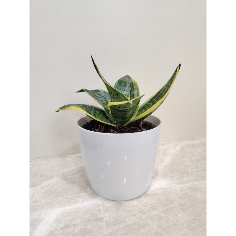 Snake Plant – For Corporate Gifting