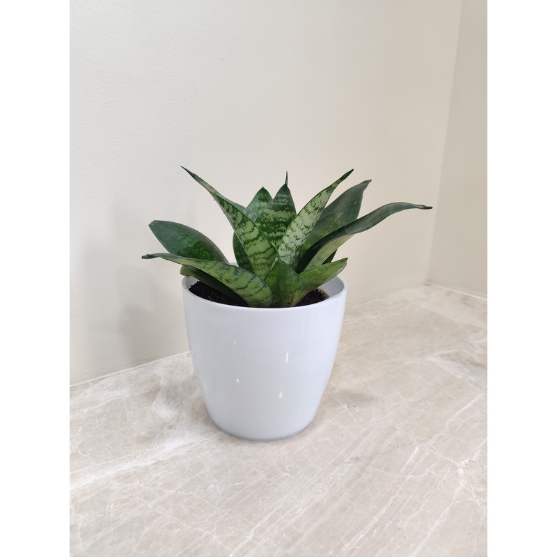 Snake Plant – Ideal Corporate Gift