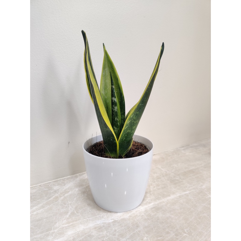 Snake Plant – Ideal For Corporate Gifting