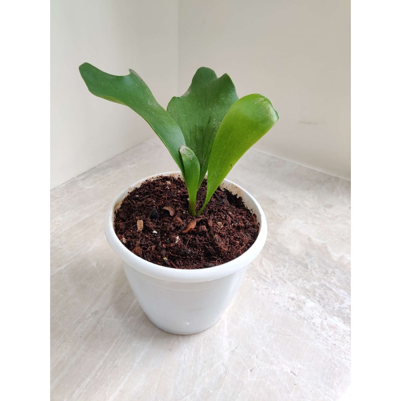 Staghorn Fern