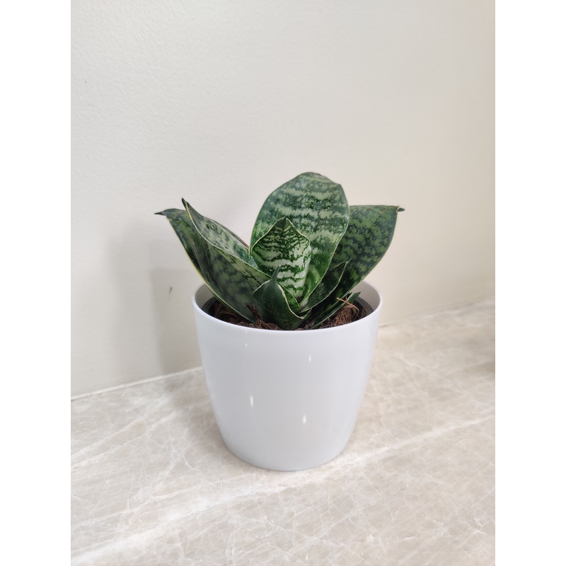 Sturdy Snake Plant – For Corporate Gifting