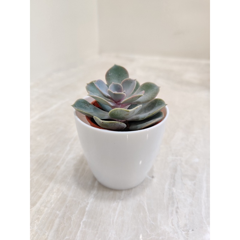 Sturdy Succulent – Corporate Gift