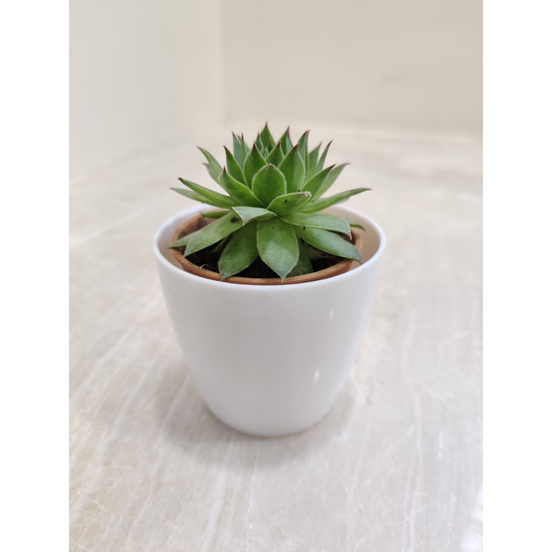 Succulent Plants For Corporate Gifting
