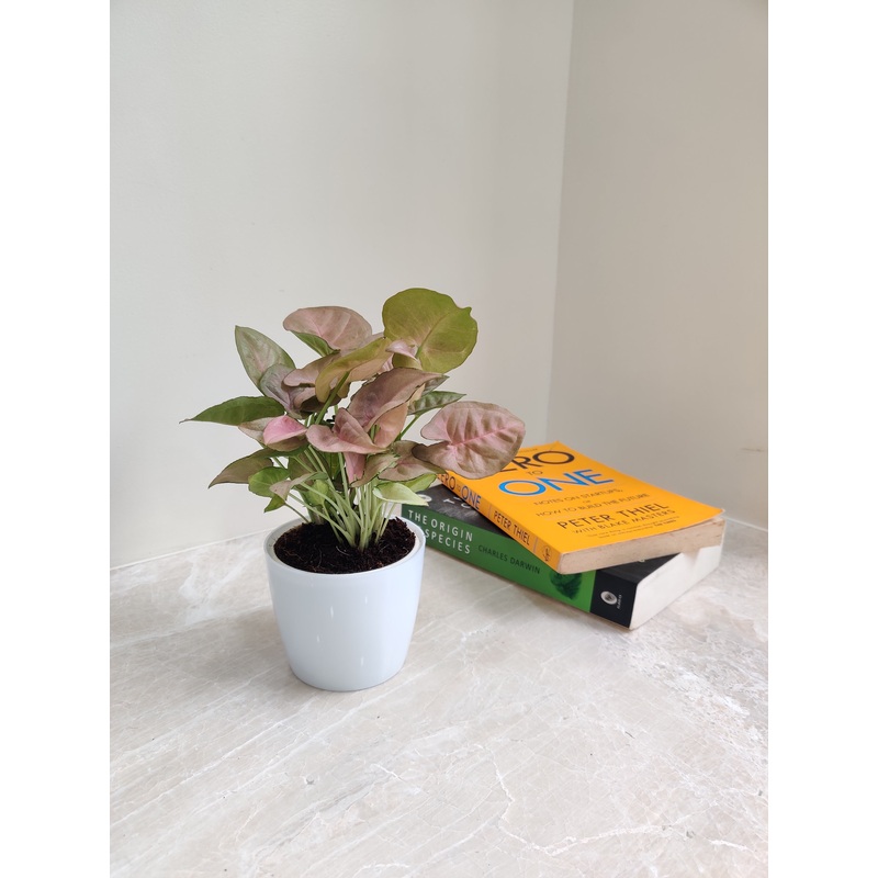 Syngonium Pink Plant – Perfect Corporate Gift