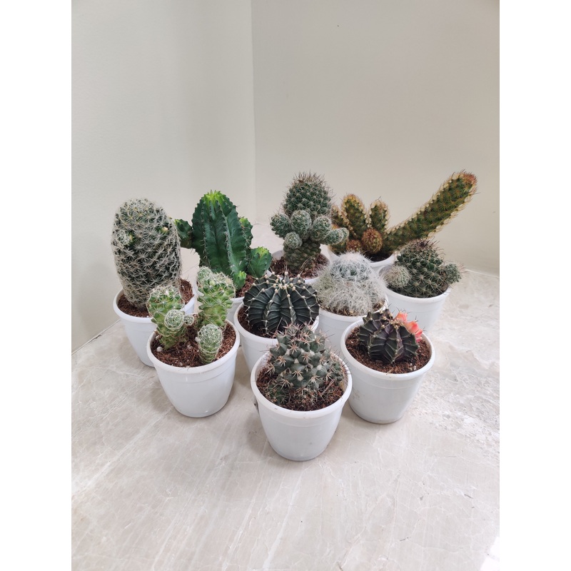 Top 10 Cactus Plants Pack