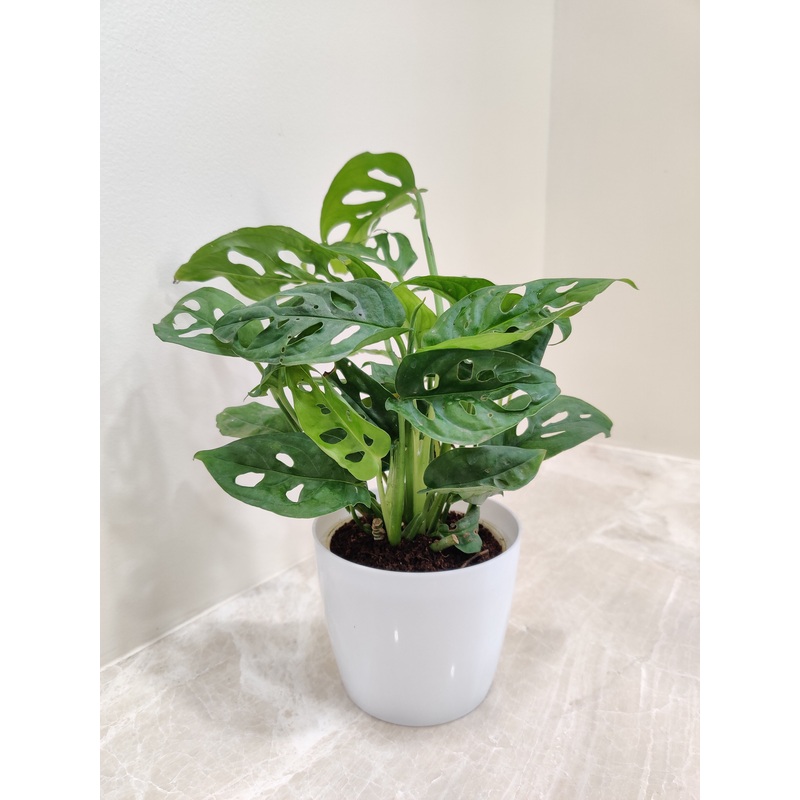 Tropical Monstera Indoor Plant Perfect for Corporate Gifting