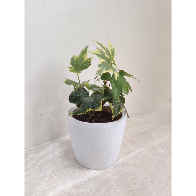 Variegated English Ivy Plant For Corporate Gift