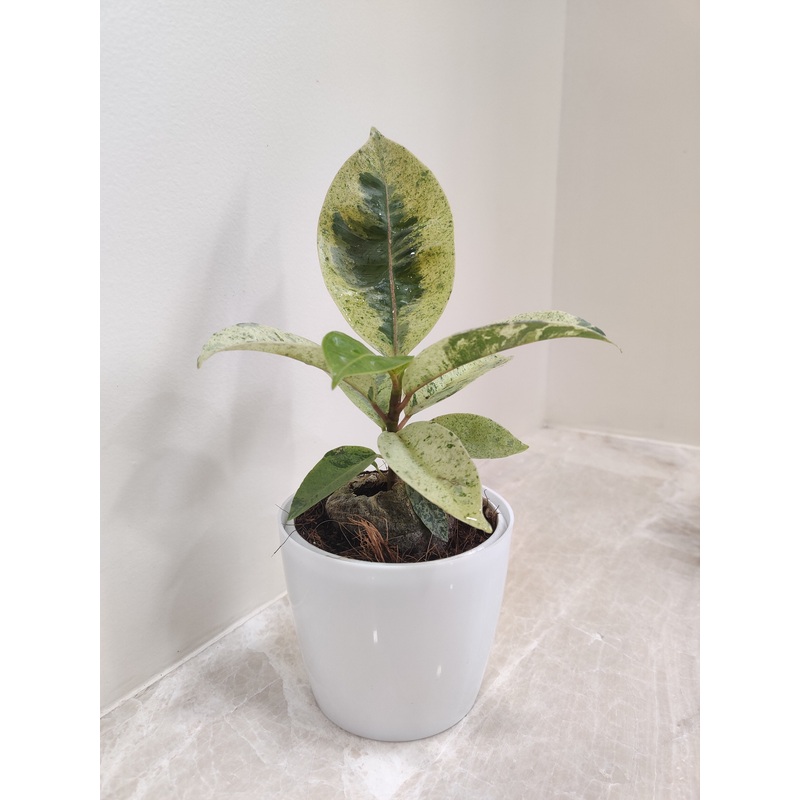 Variegated Rubber Plant for Corporate Gifts