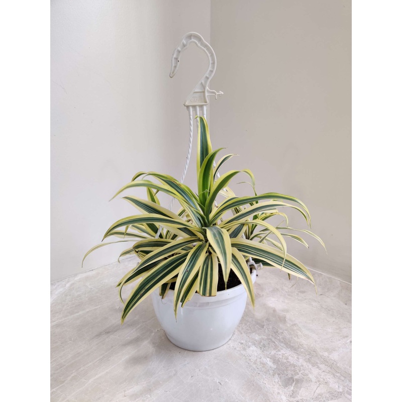 Variegated Song of India  Hanging Plant
